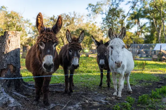 Four donkeys standing together in their pasture at Tree House Farm