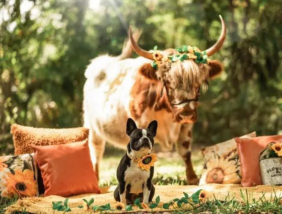 A Highland cow and farm dog together at Tree House Farm