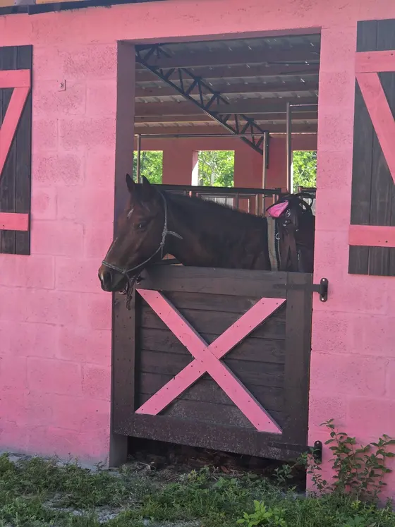 A saddled horse waiting in the pink Tree House Farm barn