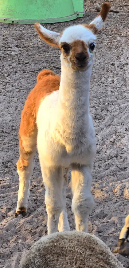 A young white-and-brown alpaca standing in warm sunlight at Tree House Farm