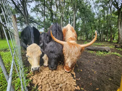 Highland cattle gathered beneath the trees at Tree House Farm