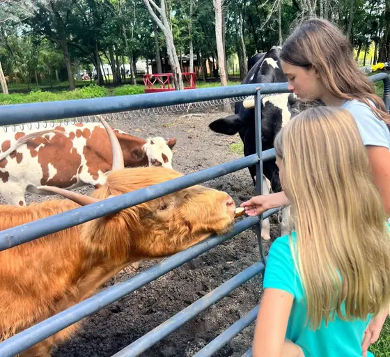 Children sharing a hands-on animal moment with a Highland cow