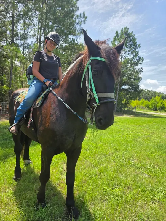 A helmeted rider with a dark horse in a sunny Tree House Farm pasture